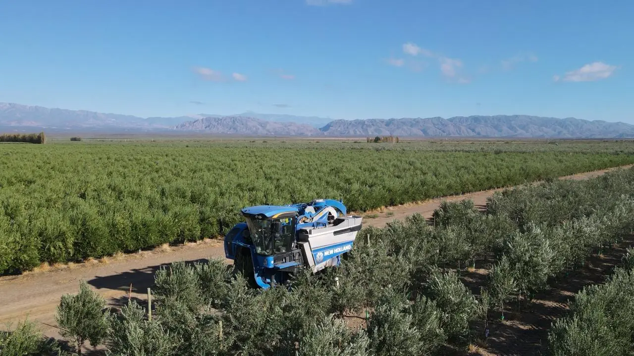 Cosechadora trabajando entre los olivos, con la precordillera al fondo
