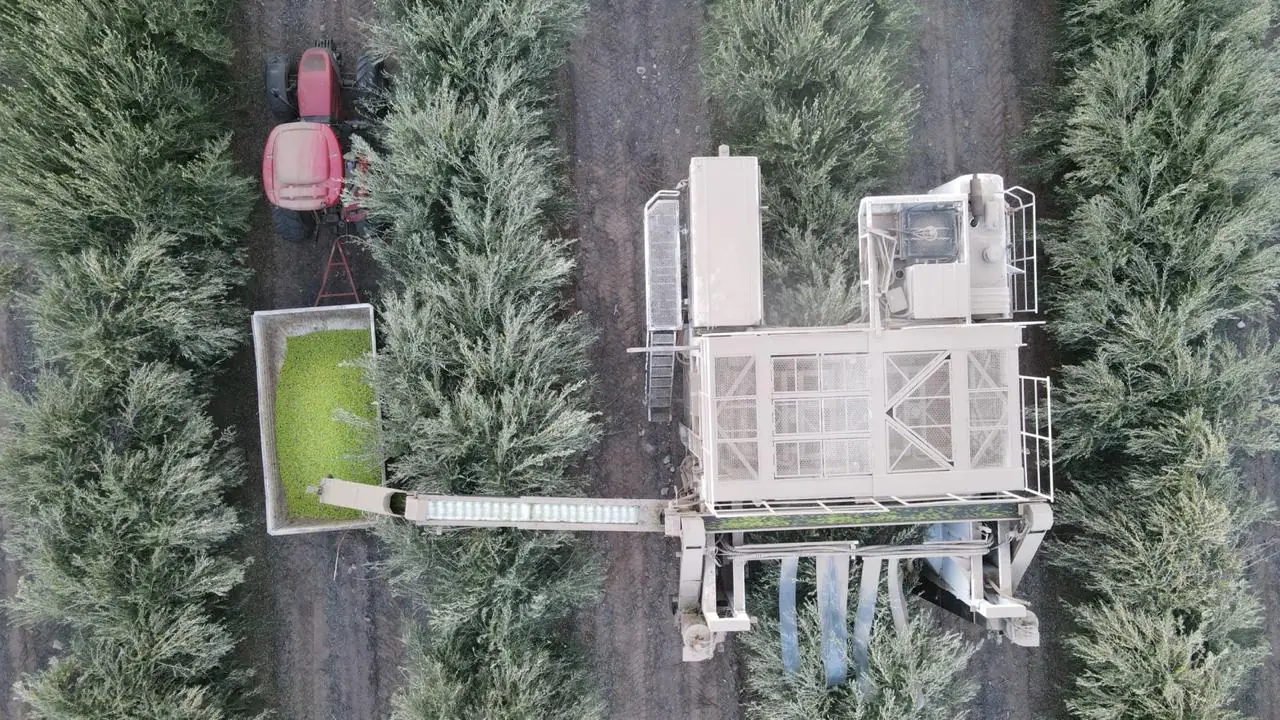 Cosechadora descargando aceitunas en la tolva, vista desde arriba
