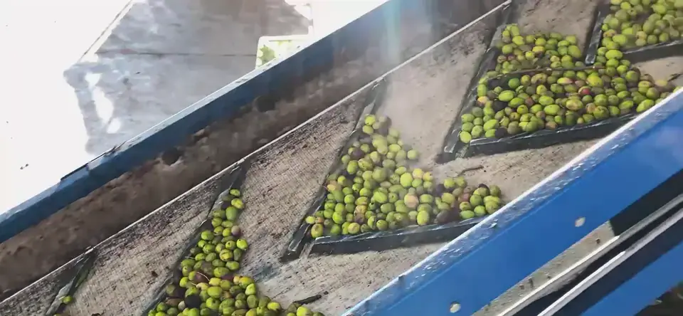 Aceitunas subiendo por la cinta de la limpiadora